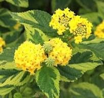 Lantana camara 'Samantha' - Yellow Variegated Lantana